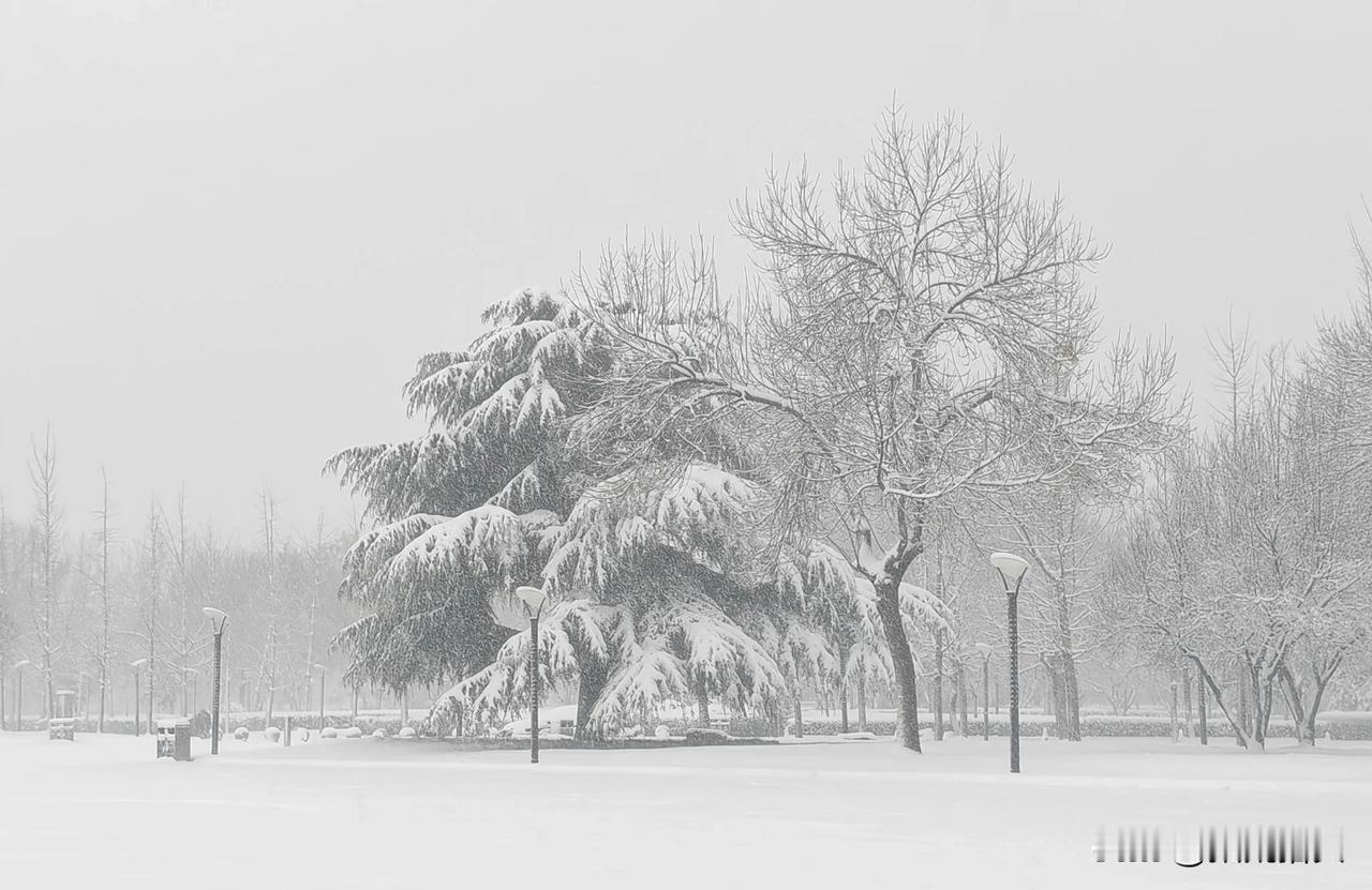 暴雪中的周村政府广场。