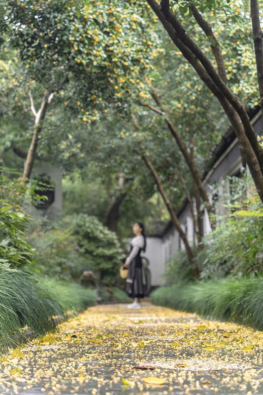 上周六傍晚绕着小区外的银杏道散步，风卷着银杏叶往领子里钻，刚想缩脖子，脚边滚过来
