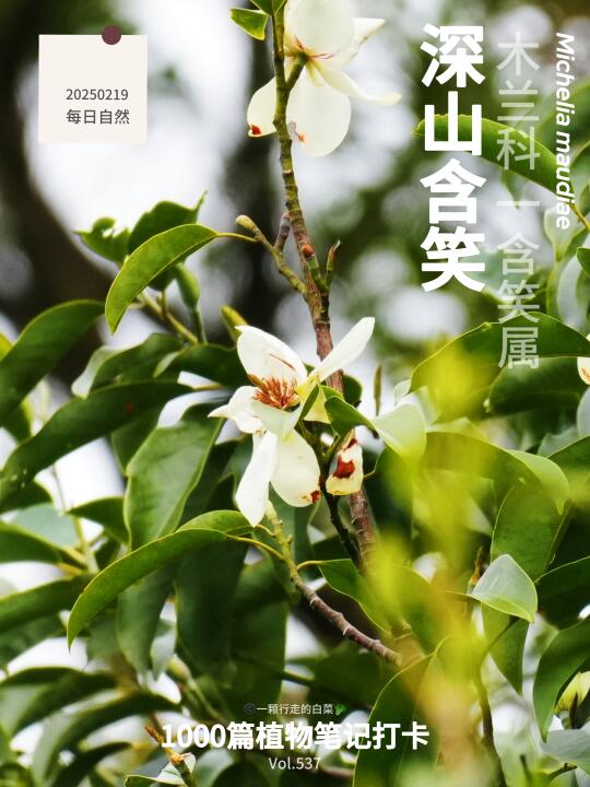 终于懂了！为什么深山含笑是春的白月光！