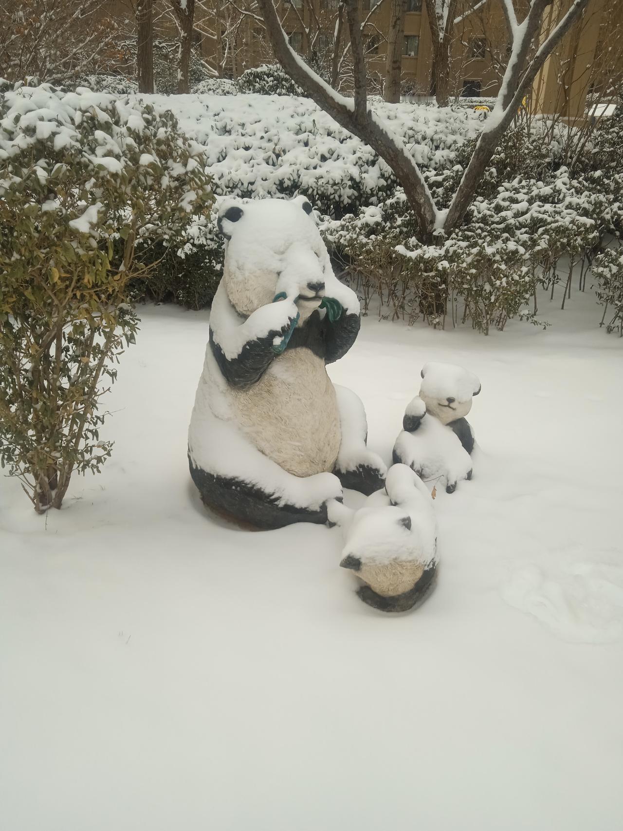 冬日生活打卡季冬日，下雪了，雪景不错。