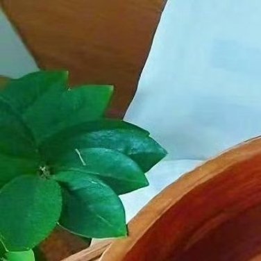 种植 🍃种植文案桃子，以其鲜嫩多汁、香甜可口而深受人们喜爱。种植桃子不仅能让你