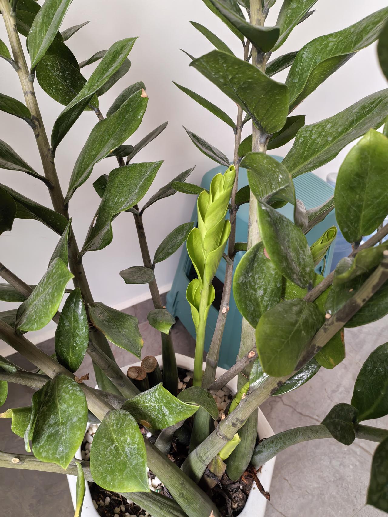 客厅有树，十有九福。看呐，这就是我家客厅养的金钱树、龙血树和橡皮树。在我的精心呵