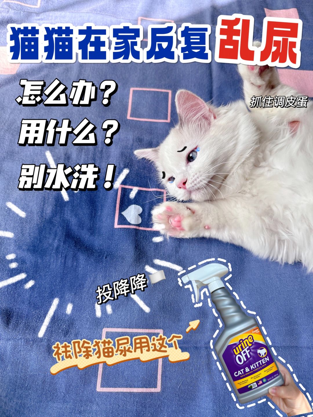 猫猫在家反复乱尿？水洗根本洗不掉❗️