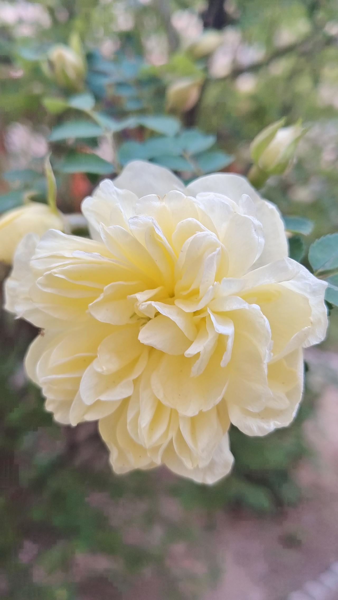 温柔的黄色玫瑰，绽放在春天的阳光下。🌸🌞这是什么花当微风轻拂，这温柔的黄色玫