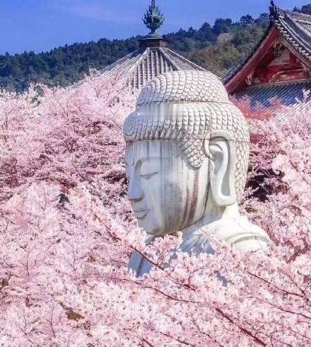 刷到花现佛 刷到不要无视 真的很灵 