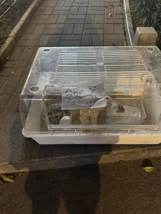 有要领养金丝熊的吗？
