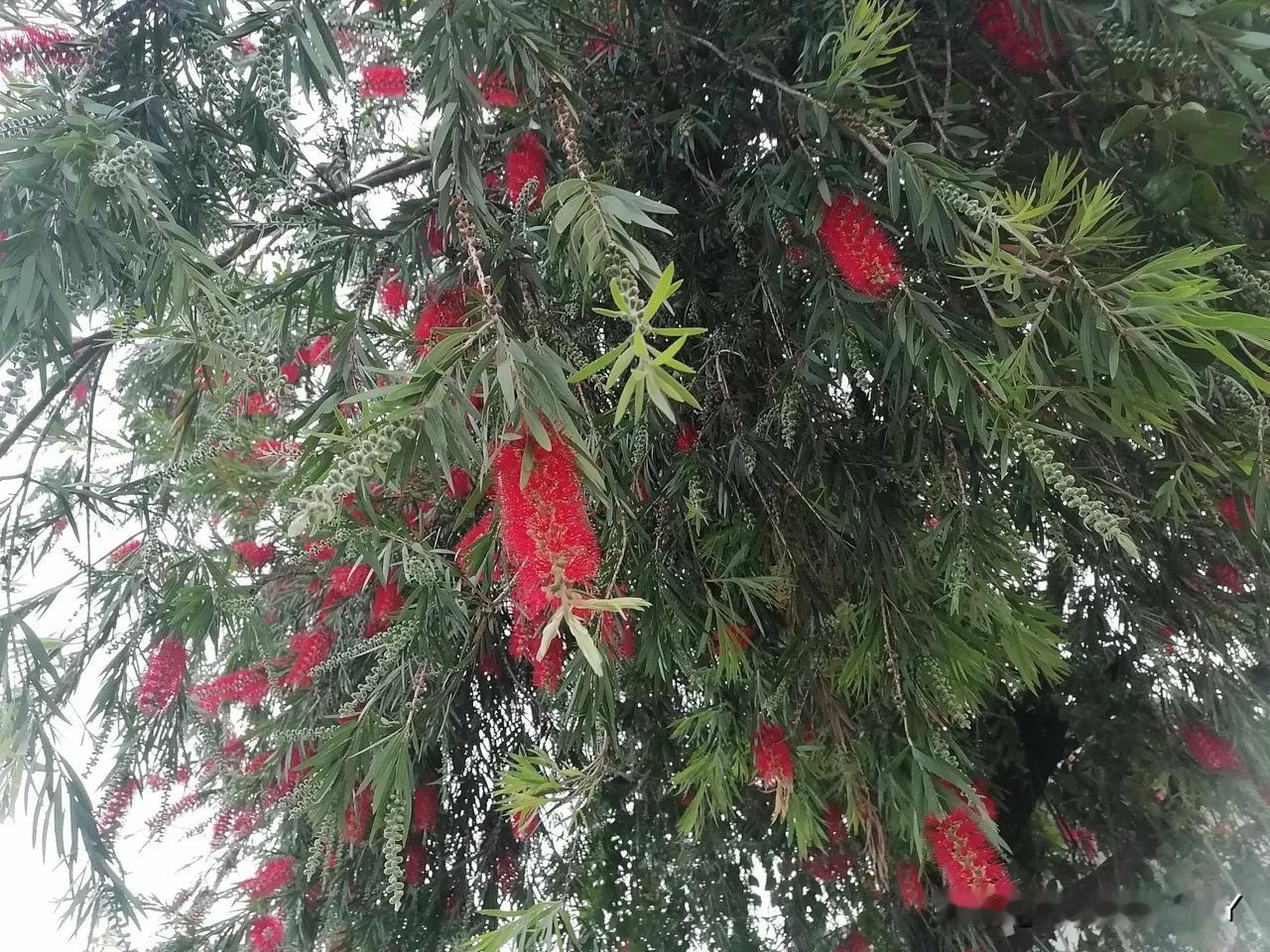 暮雨沾衣柳叶愁