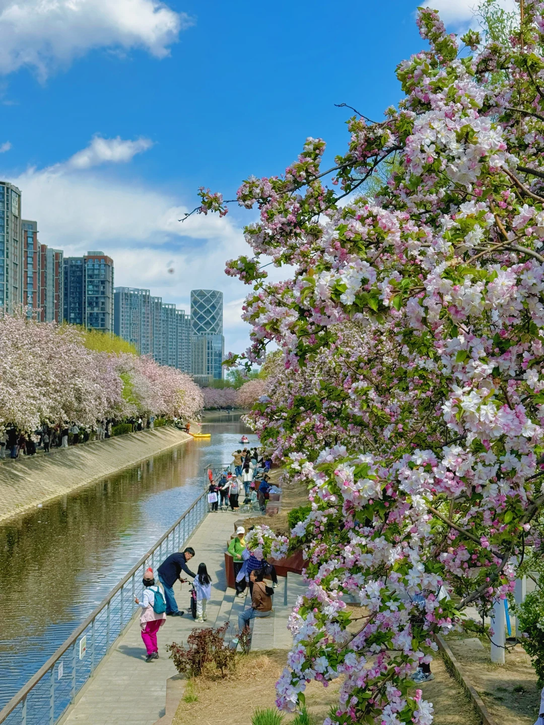 4.5日望京海棠花溪实拍❗不冲后悔一年