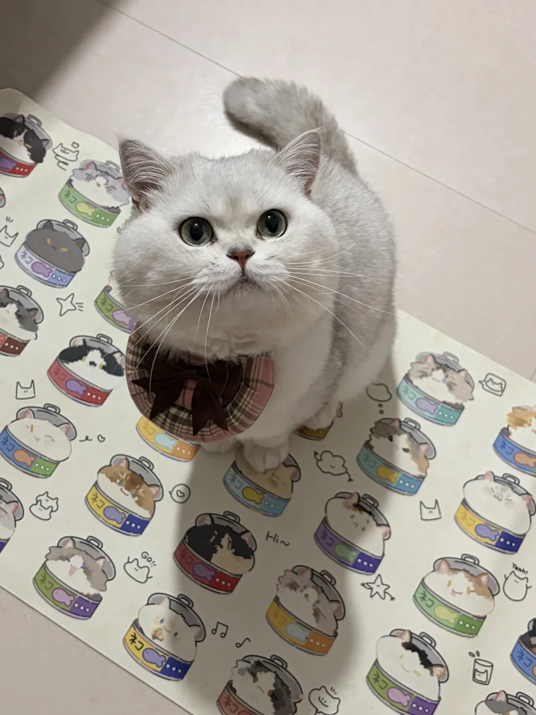🐈