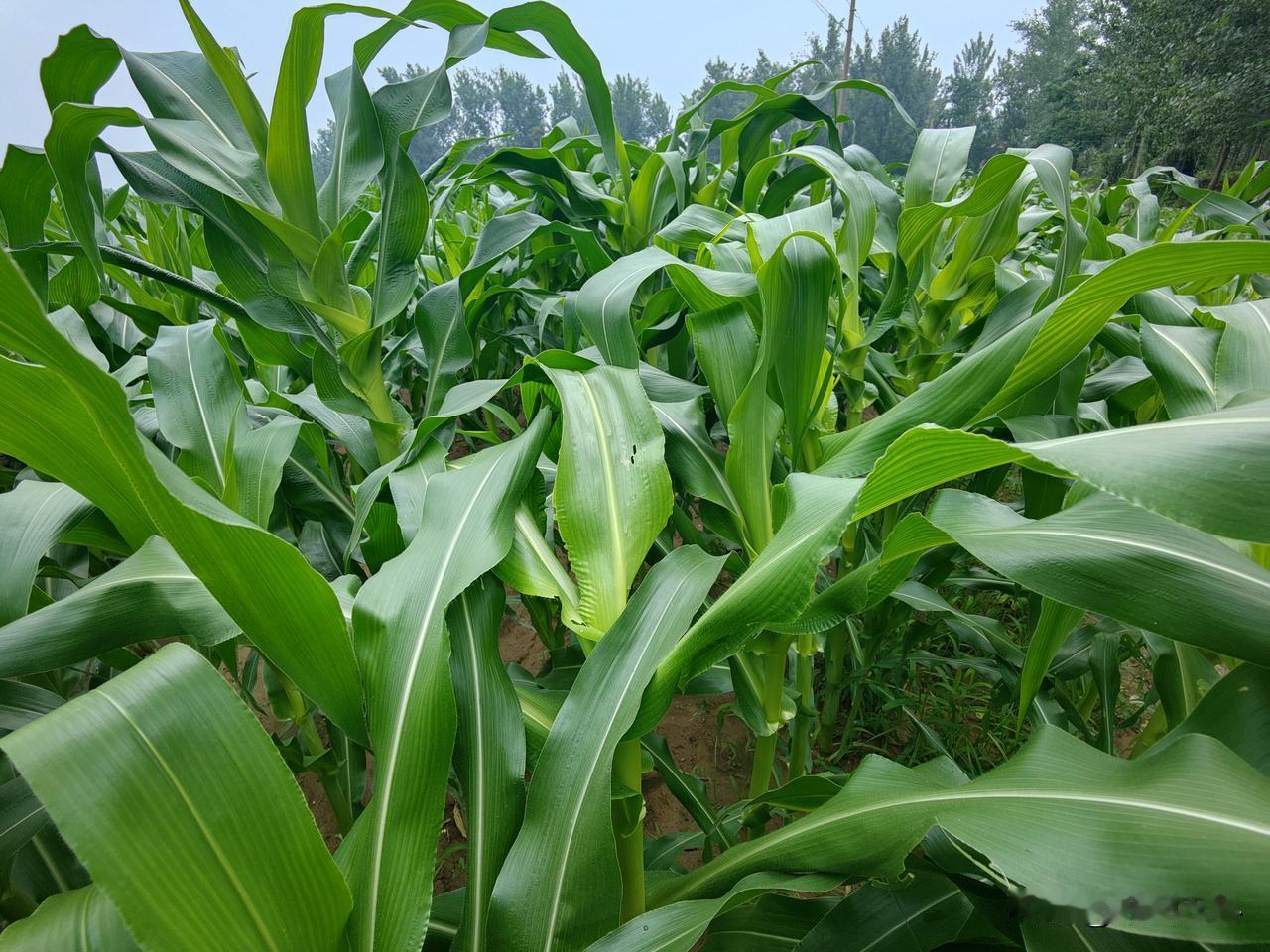 夏日生活打卡季大风暴雨来袭，田间湿度增大，玉米生长加快，现在还能不能打控旺药呢？