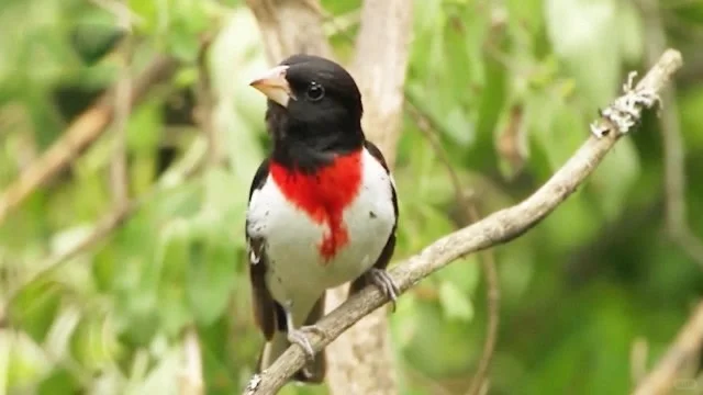 红领巾小鸟