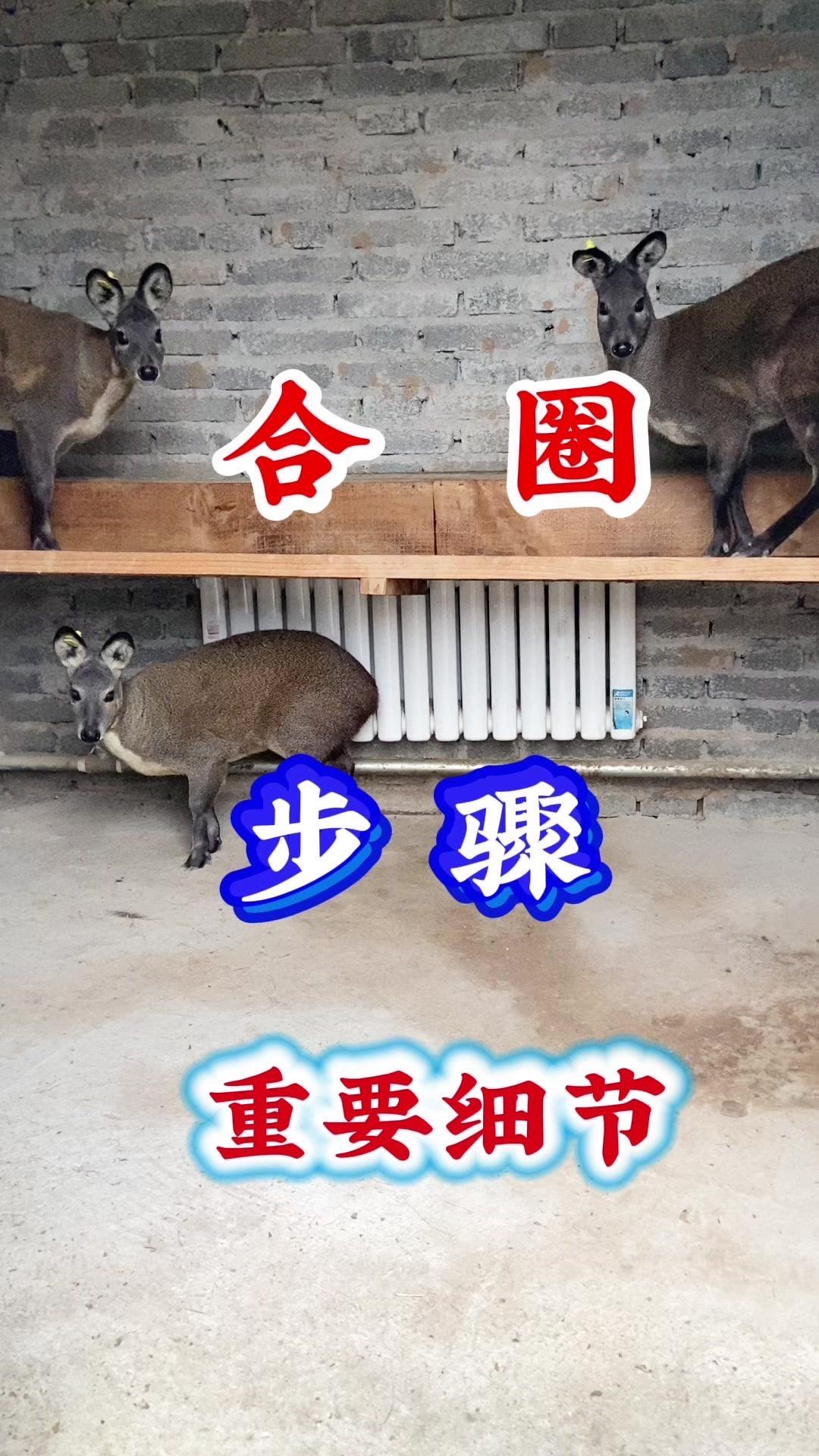 🦌林麝配种合圈是繁殖关键，十月正是黄金期！选对时间、做好准备，才能提高成功率，