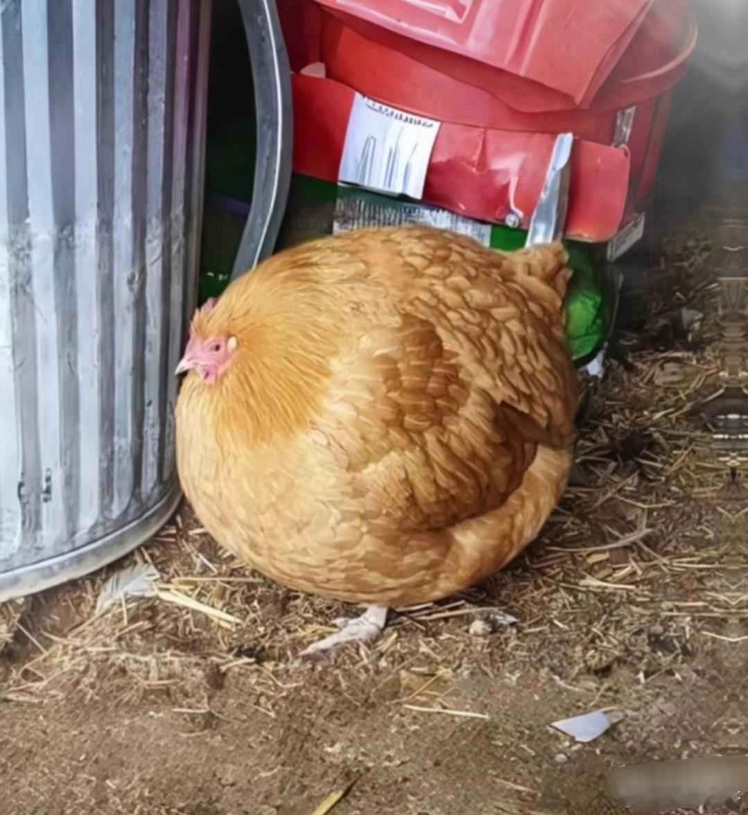 这是婆婆养的鸡，婆婆养的狗，婆婆养的猫……看到后简直让我目瞪口呆！想着过几天，婆