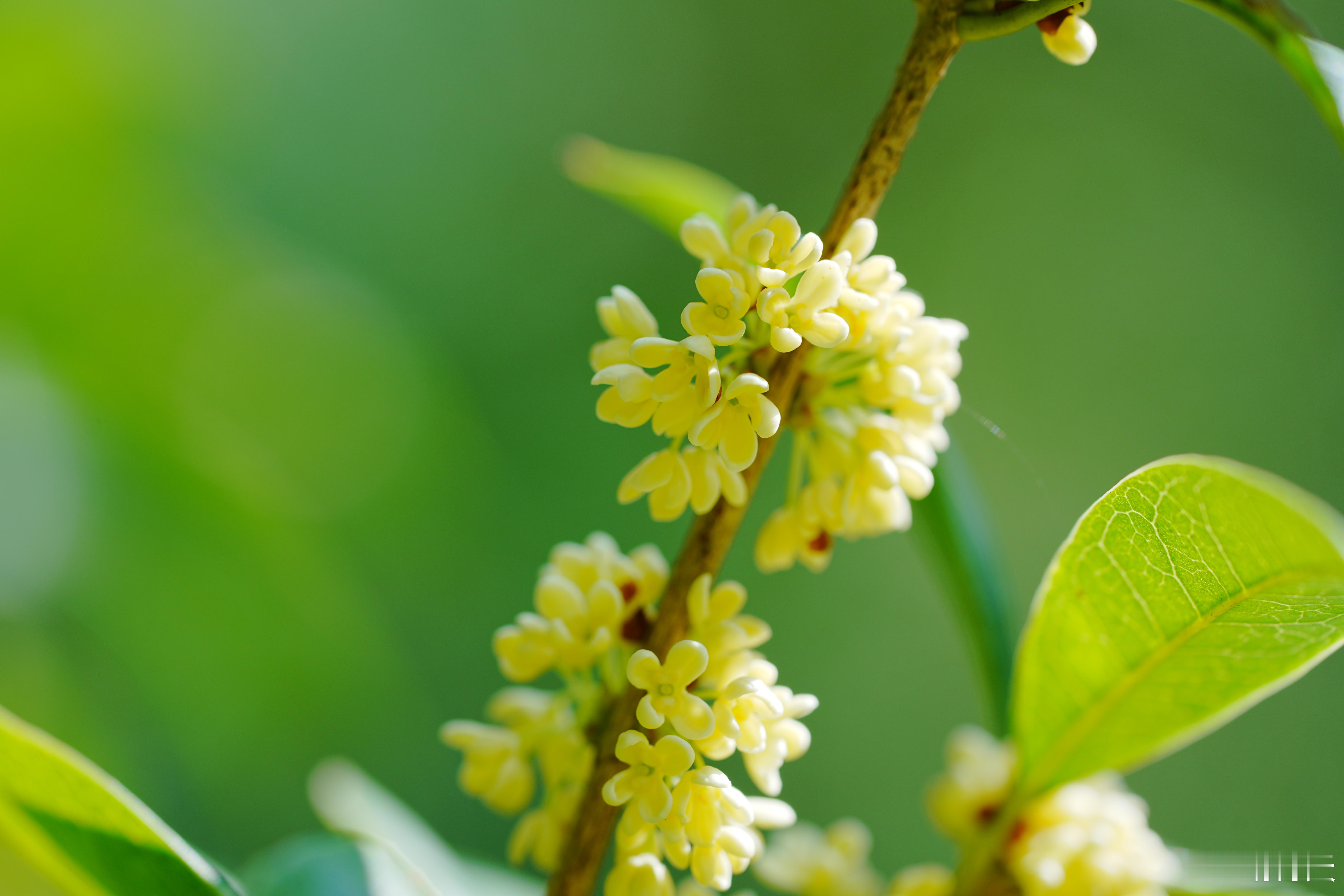 你们那，桂花开了吗？蜗的摄影日记 桂花 ​​​