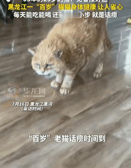 万物皆有灵！黑龙江黑河。一只出生于03年的猫咪已23岁高龄，堪比人类“百岁寿星”