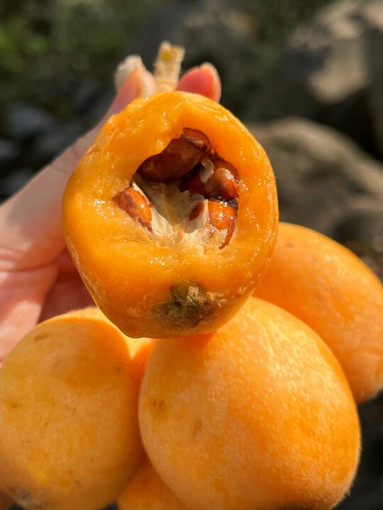 4月的枇杷每一口都是软糯香甜，孕妈妈放心吃