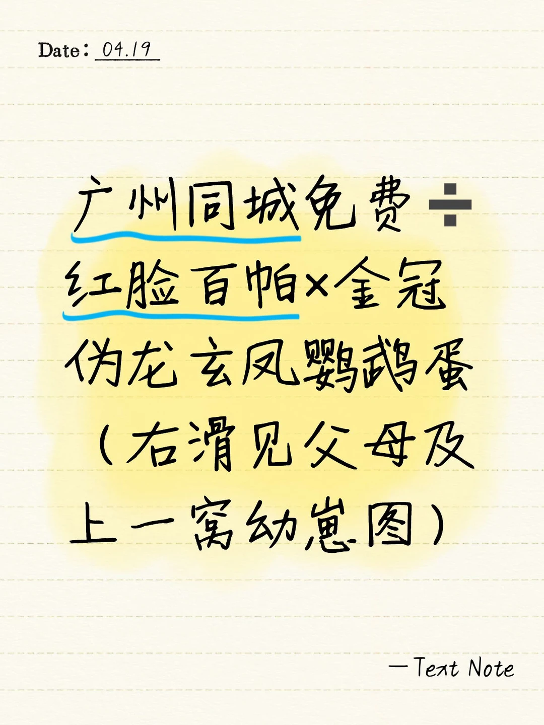 广州同城免费➗红脸百帕×金冠伪龙玄凤鹦鹉蛋