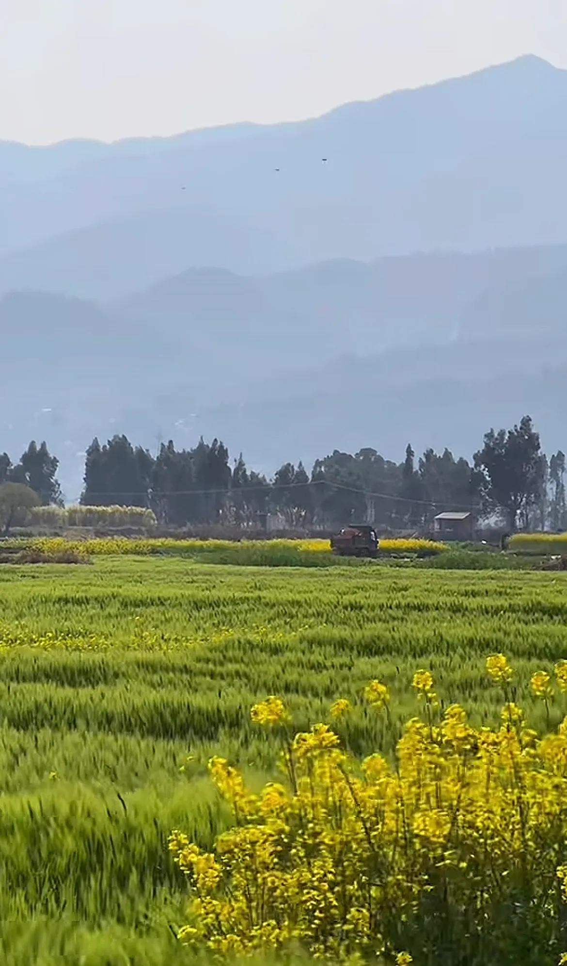 山间田园，翠绿麦浪间点缀着金黄油菜花，宁静祥和。《蛟龙行动》总制片人呼吁增加排片