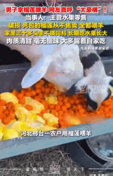 “太豪横了！”河北邢台，男子当众切开榴莲喂羊，旁人看了直呼太过豪横，以为是故意炫