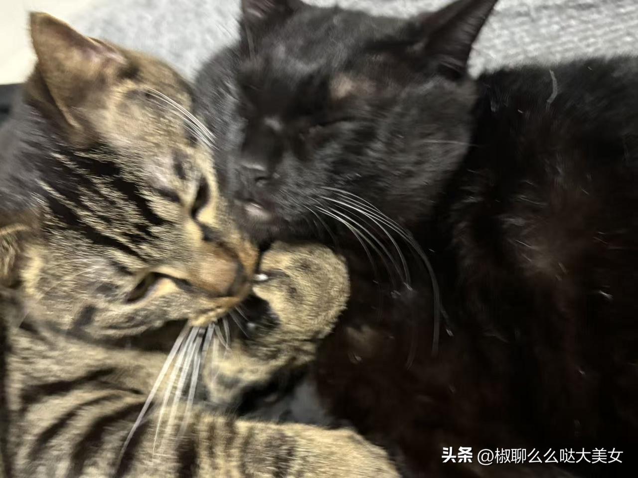 我家的小狸花怪怪，从不知道他对我如此深情。
以前我总认为猫是高冷的，不管养多久，