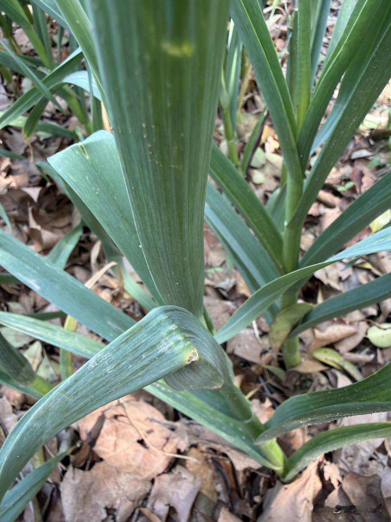 【小对联】
上：强硬；
下：……？