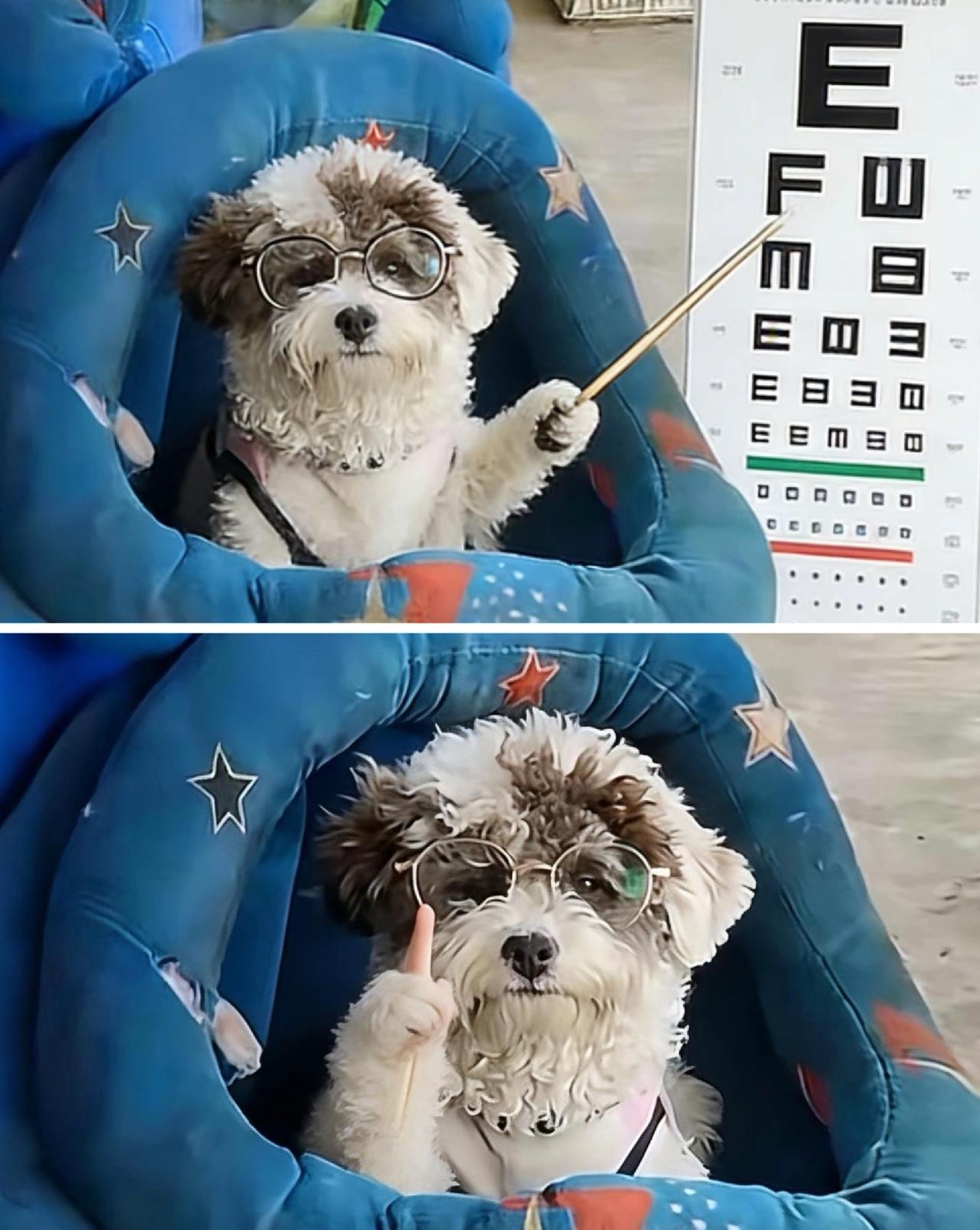 小狗也近视，真是闻所未闻啊！
提到近视，一般都是人近视，戴眼镜。没想到狗也会近视