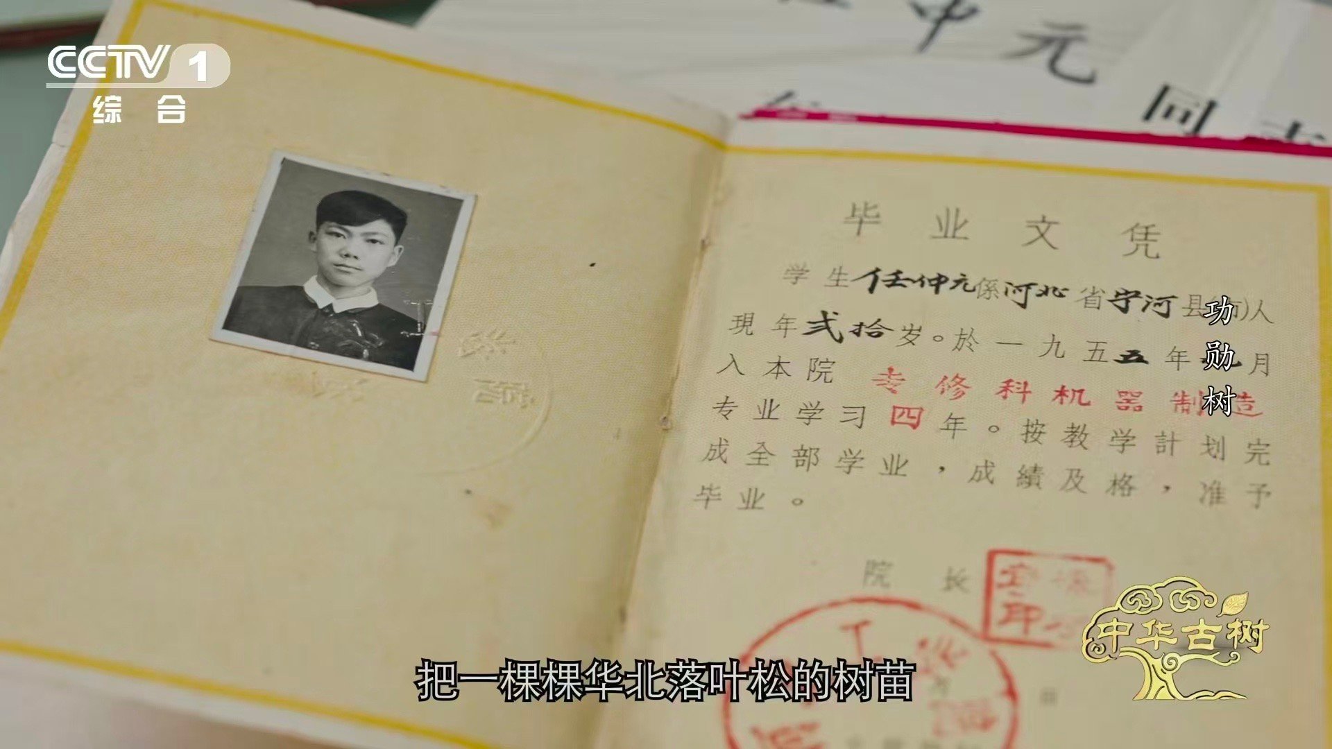 140岁落叶松救活一片荒漠一棵百岁树也能教人种树荒漠无言，但一棵约140岁的树，