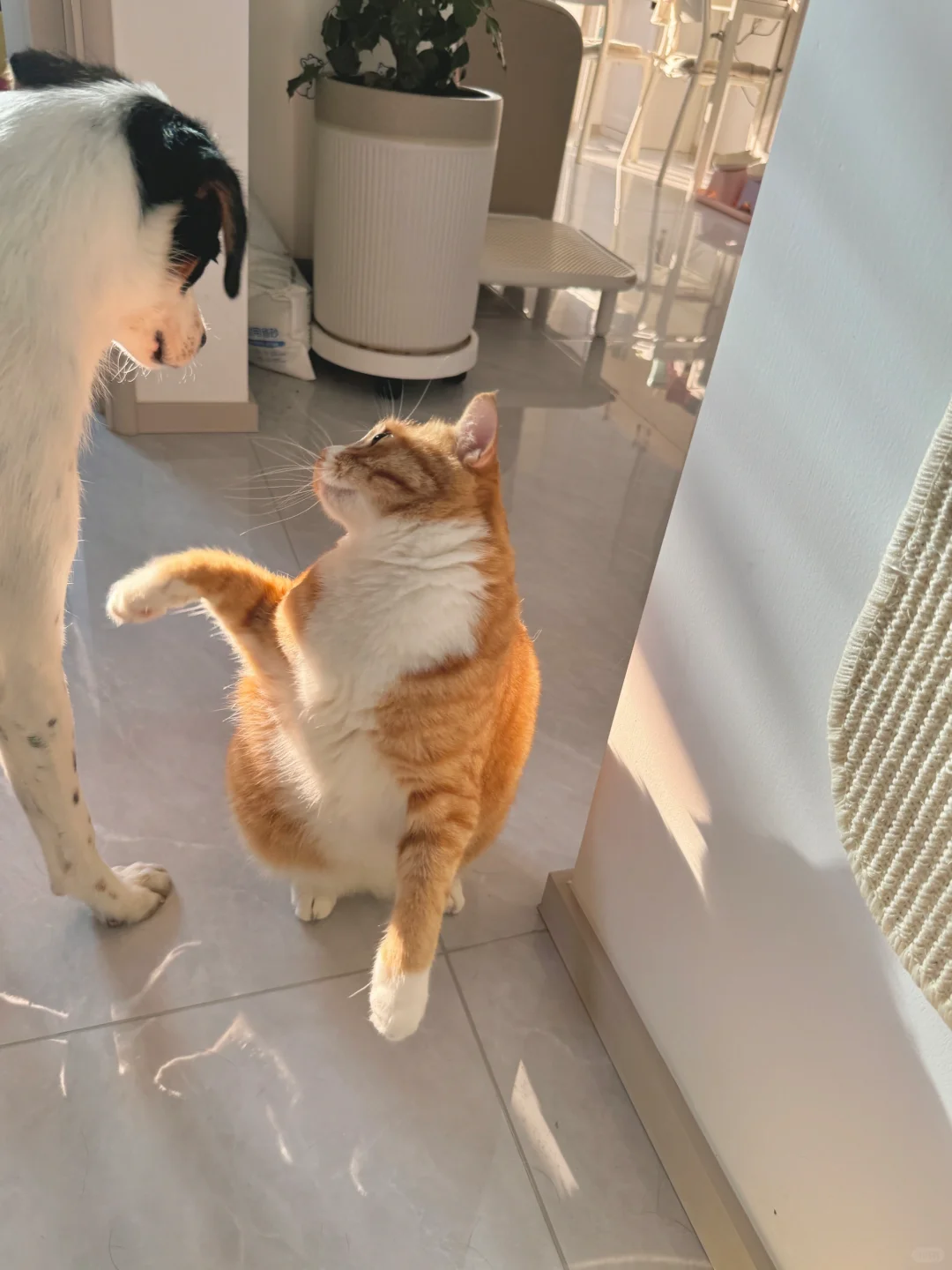 你好香啊🐶