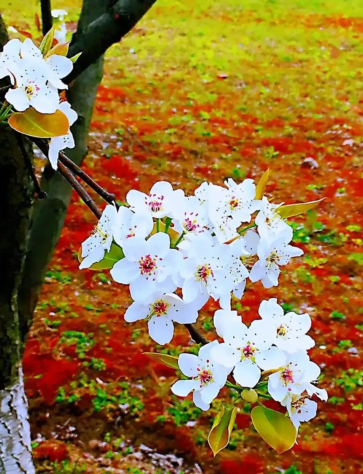 ◎
七绝 · 叹梨花
◎
（步韵、唱和头条网友、学者、诗人王建辉先生佳作《七绝·