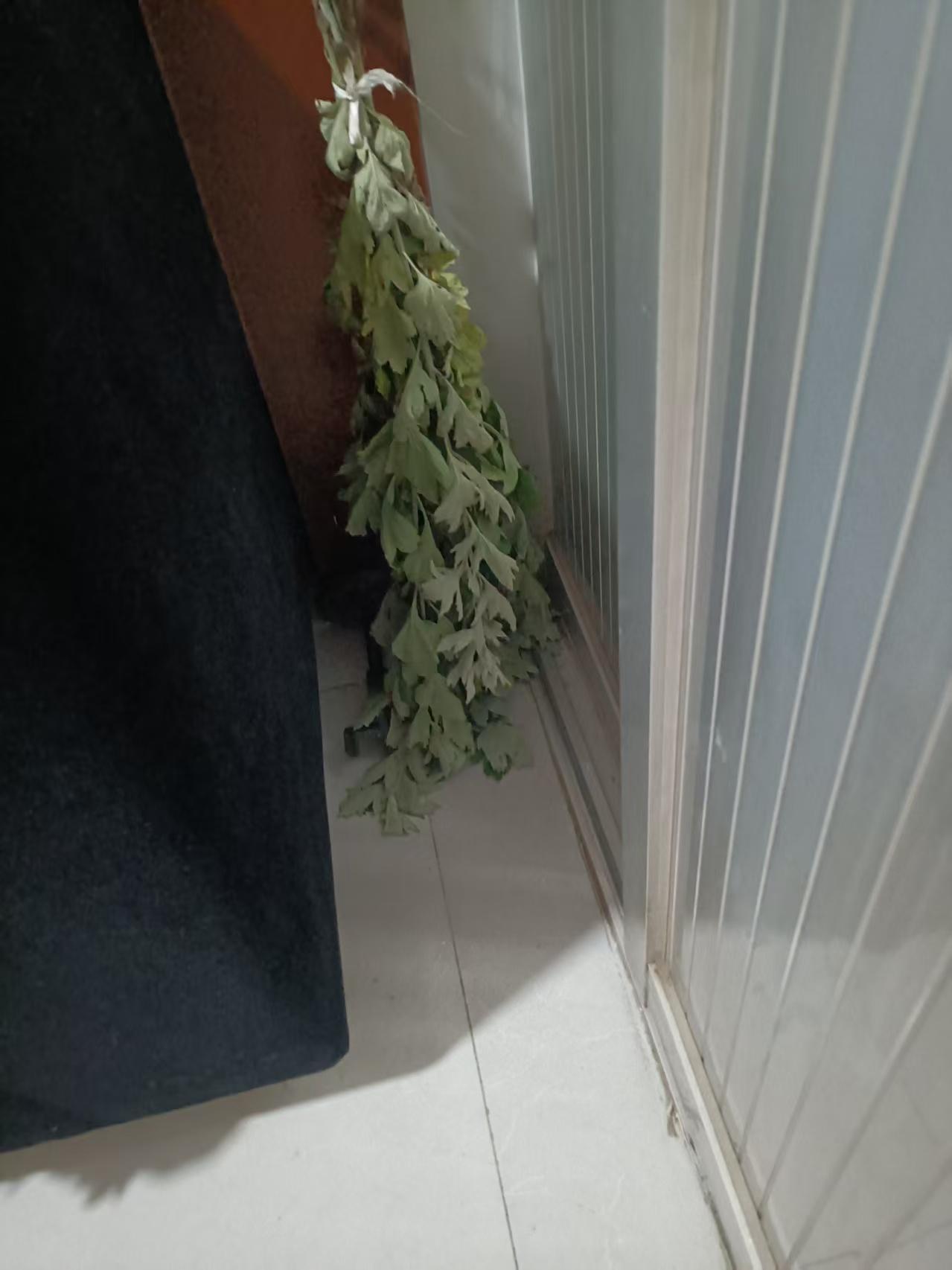 五月端午，在我们河间也有在门口放艾蒿的习惯。
我们邻居篇哥门口有一大片艾蒿，不花