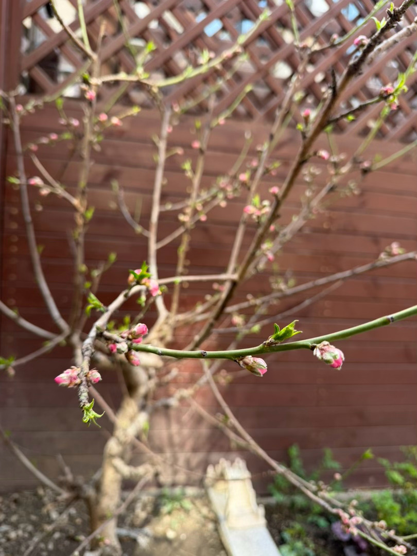 小李飞车 院儿里的桃花开了，是不是要走桃花运了