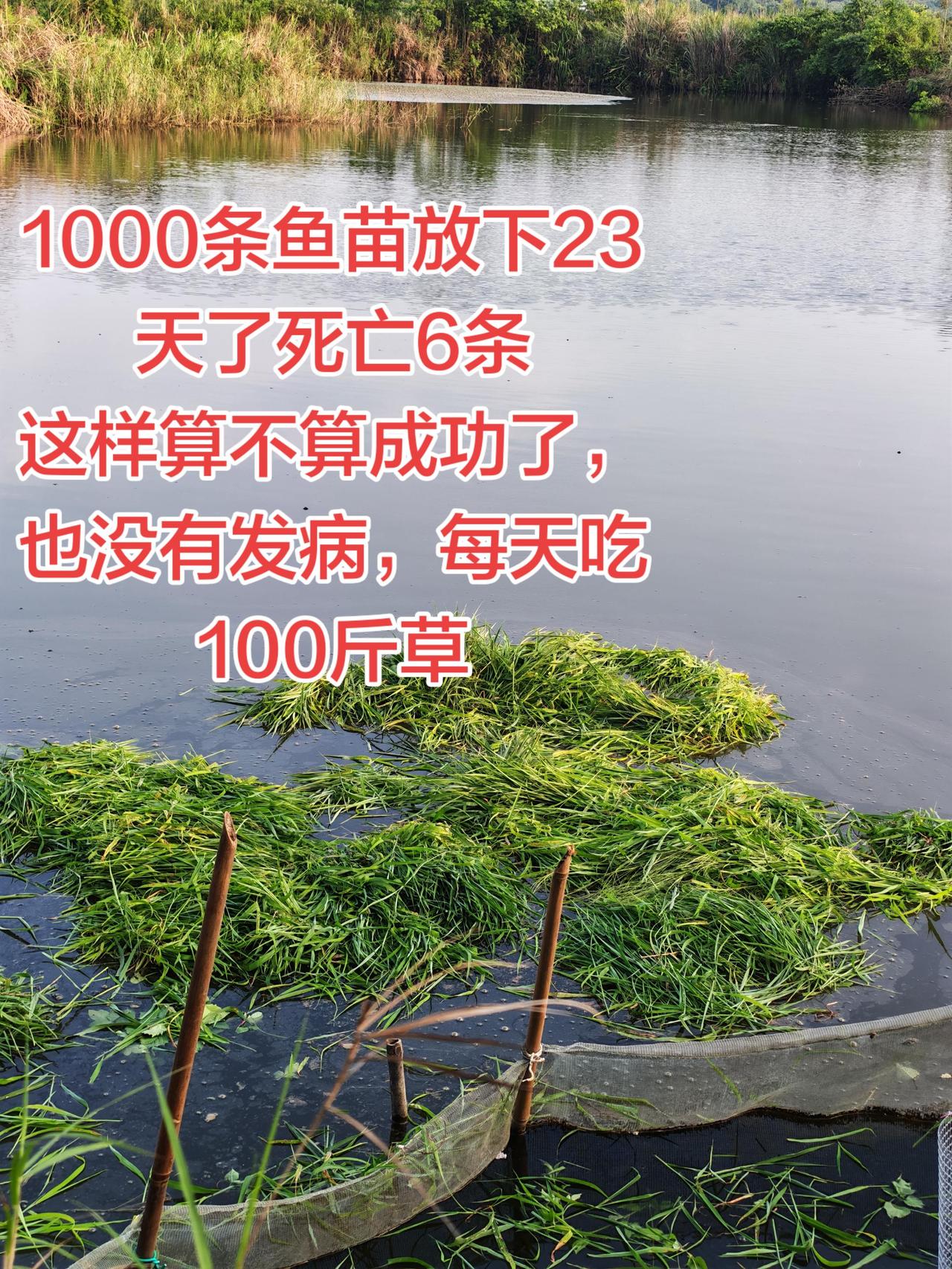 这样养鱼是不是成功了养鱼日记 草鱼