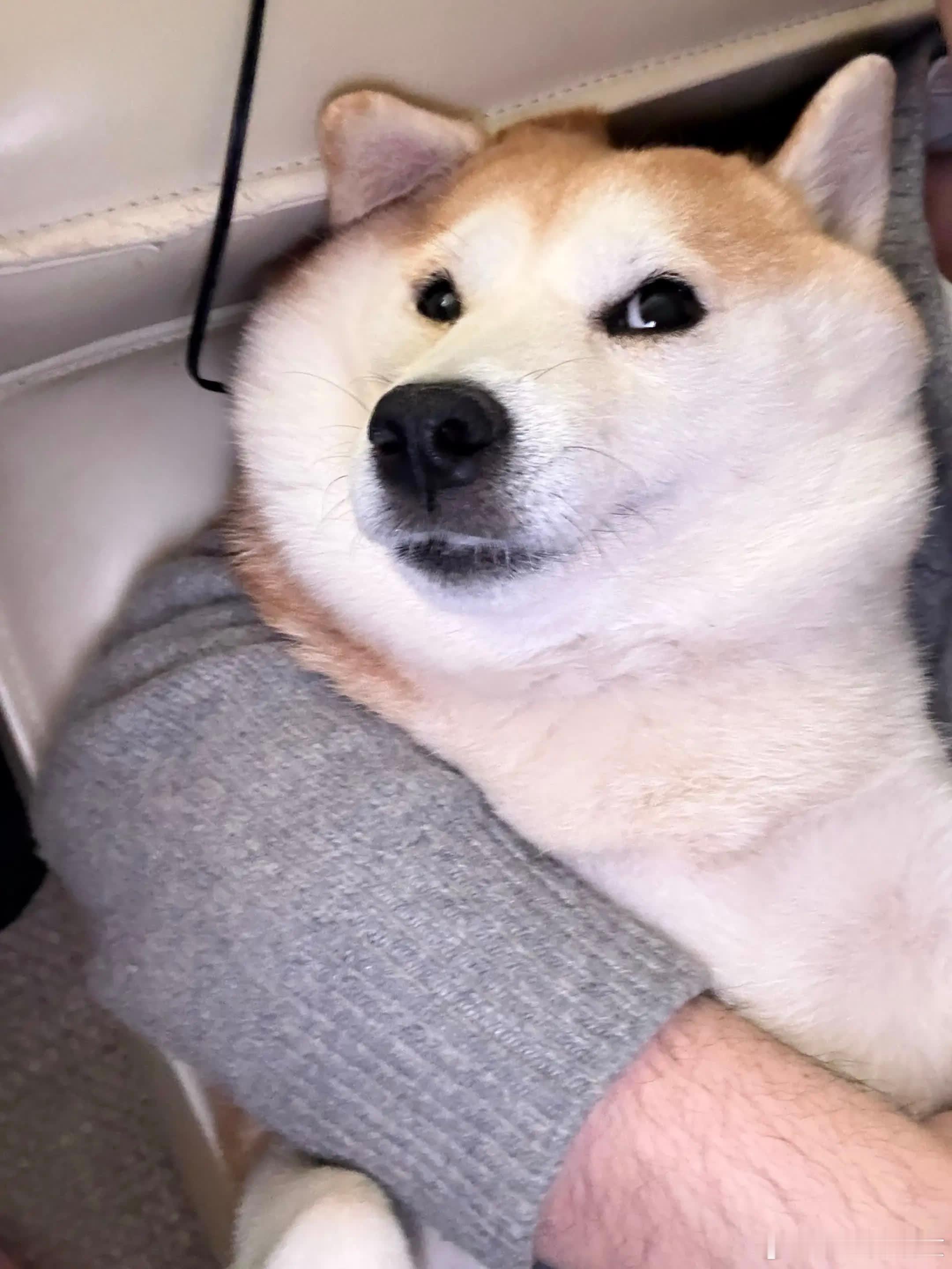 100张实况图总结十月贴贴的2025年萌宠宠物