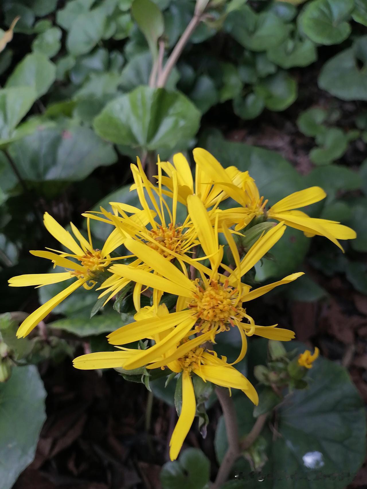 随手一拍分享最美的花