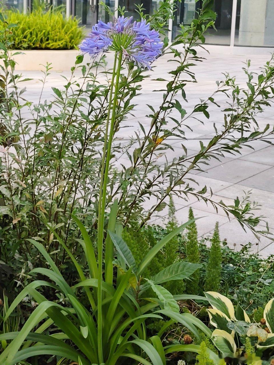 偶遇这个紫色的花还挺好看的。 