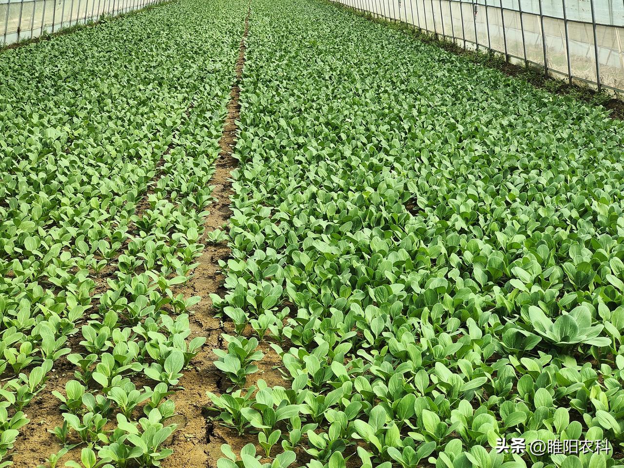 这种小青菜，又称上海青、矮脚青、四季青等，原则上四季都能种，但是，由于这种青菜易