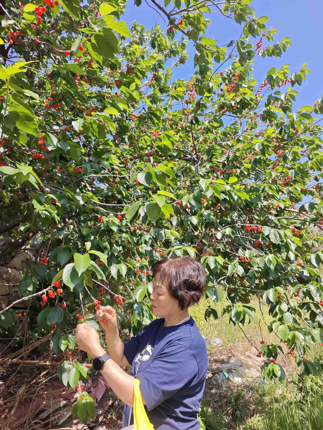 昨天不仅是母亲节，昨天还是樱桃节，这个樱桃节只有青岛有，其他的地方没有。

但是