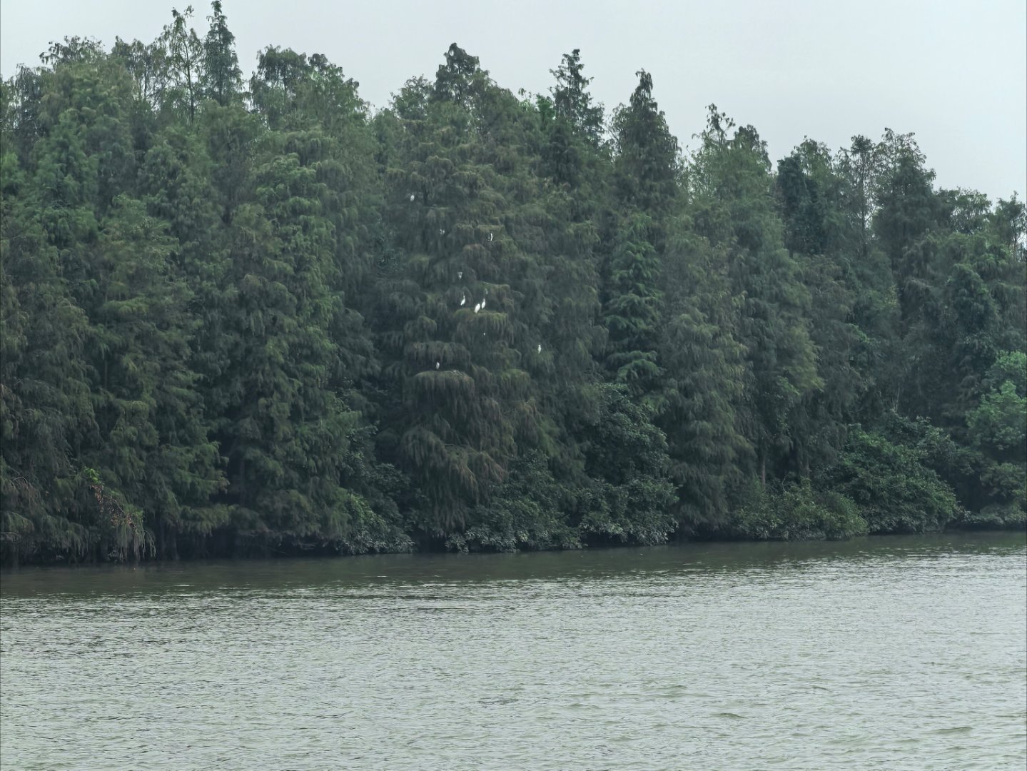 广东没有秋天，所以没法捡秋！但新会有柑摘~摘柑仔！！！[你好] ​​​