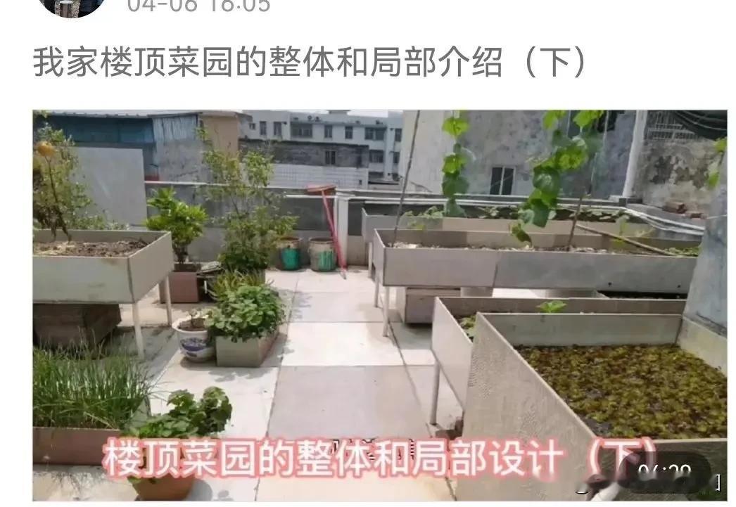 我和老公最大的爱好最是在楼顶养龟种菜，养蜂授粉割蜜。老公喜欢养龟，养蜜蜂，我喜欢