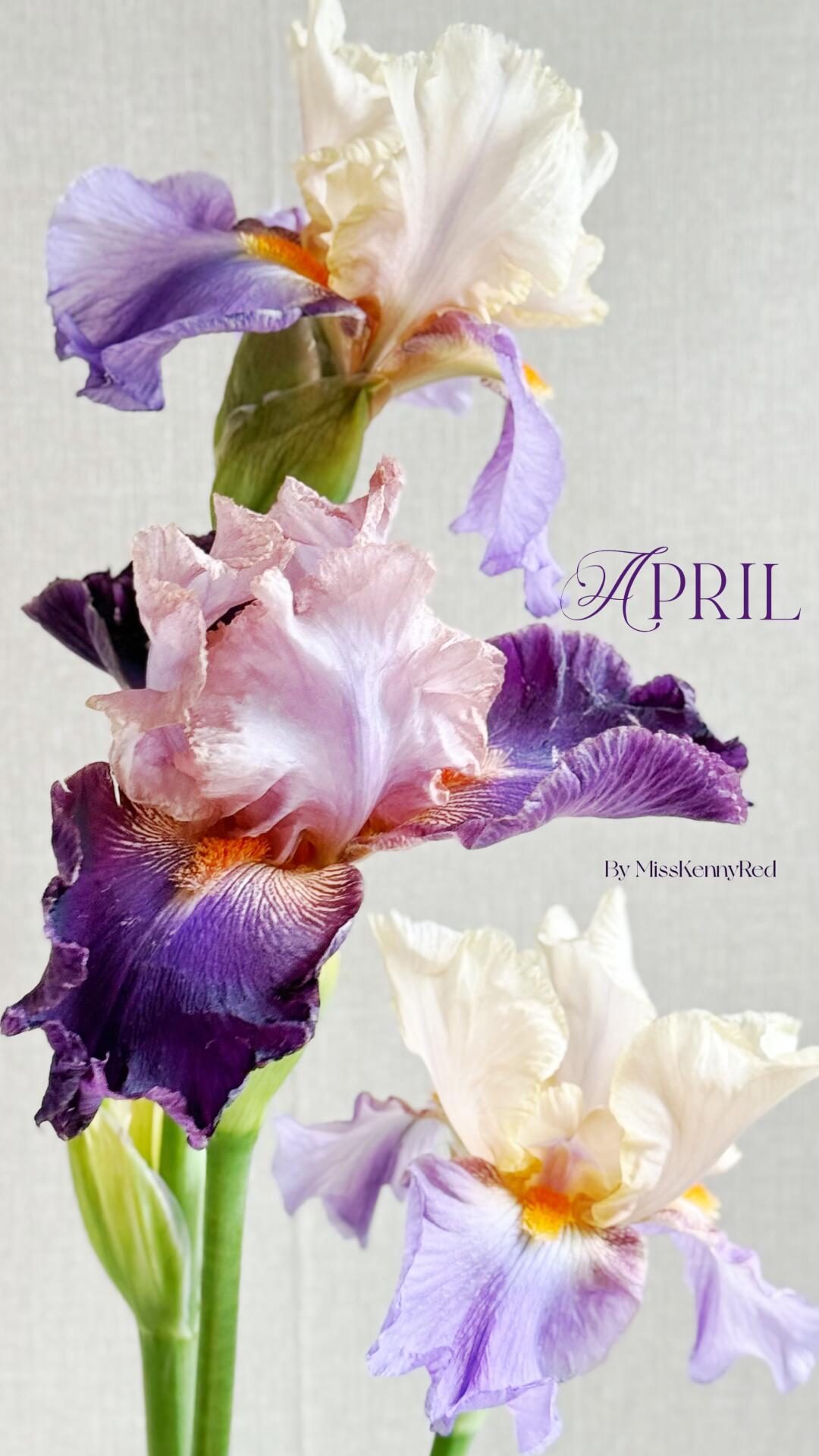 德国鸢尾①⓪｜不知名