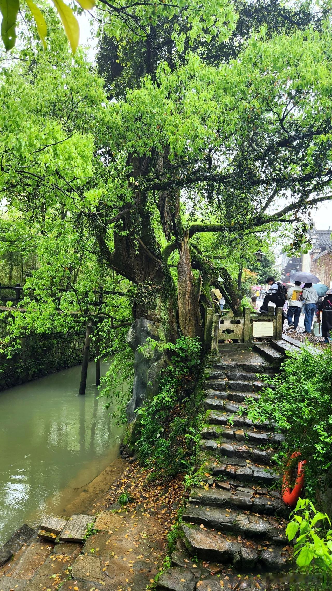 一棵让你见之难忘的江南传奇树，不在杭州，不在苏州
在人杰地灵、山川秀丽、风光旖旎