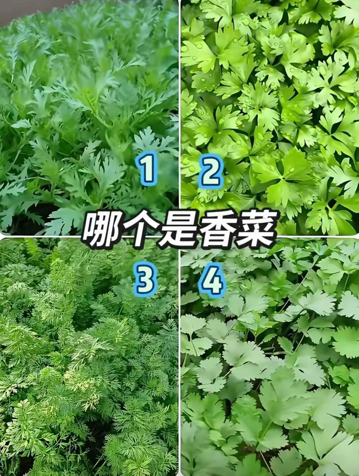 【@头条逗趣小鲁班】来个高手解答一下[捂脸]