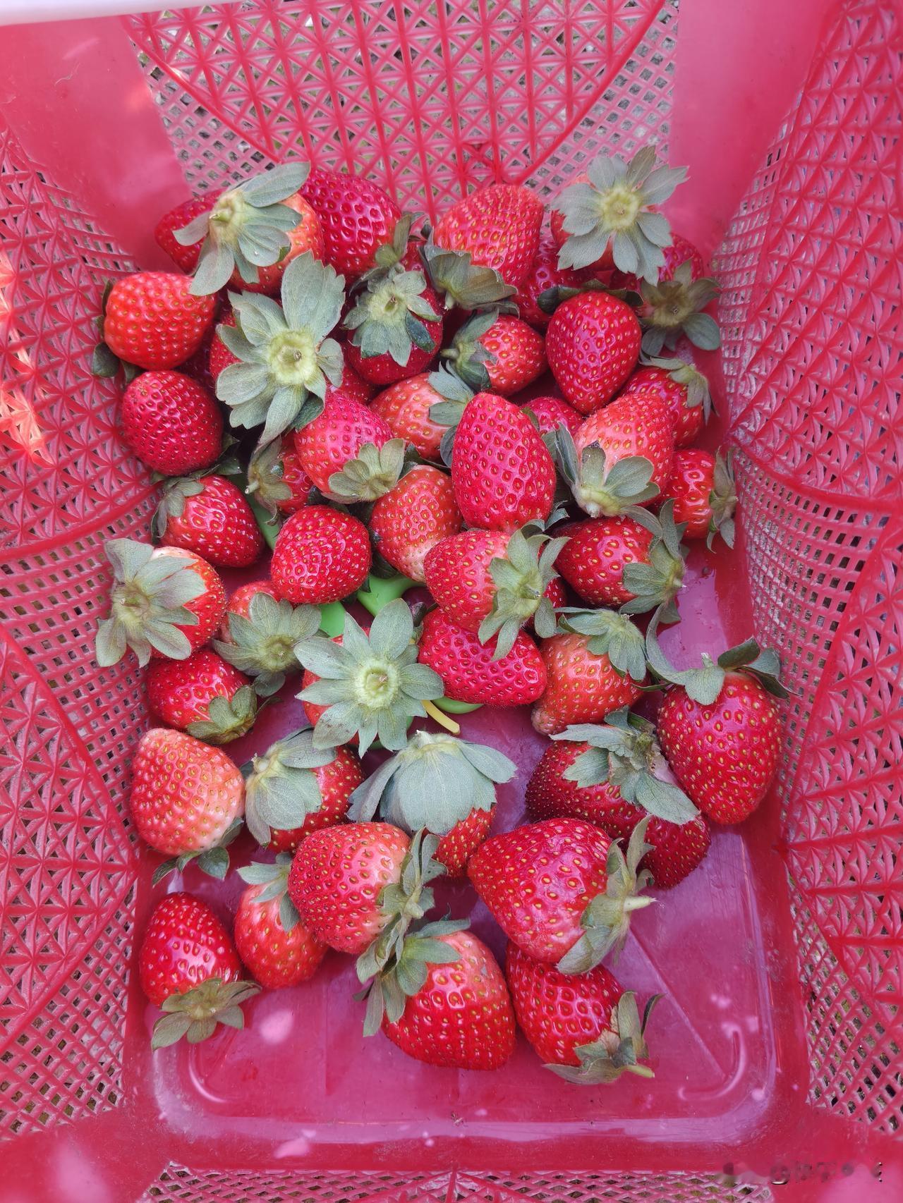 分享一张最近随手拍的照片吃草莓的季节到了