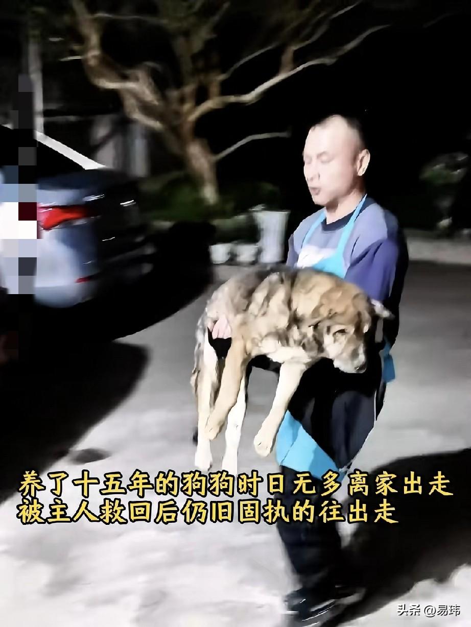 泪目了！一位大哥养了一只狗狗，十五年来一直对它呵护有加，狗狗也非常听话，他们之间