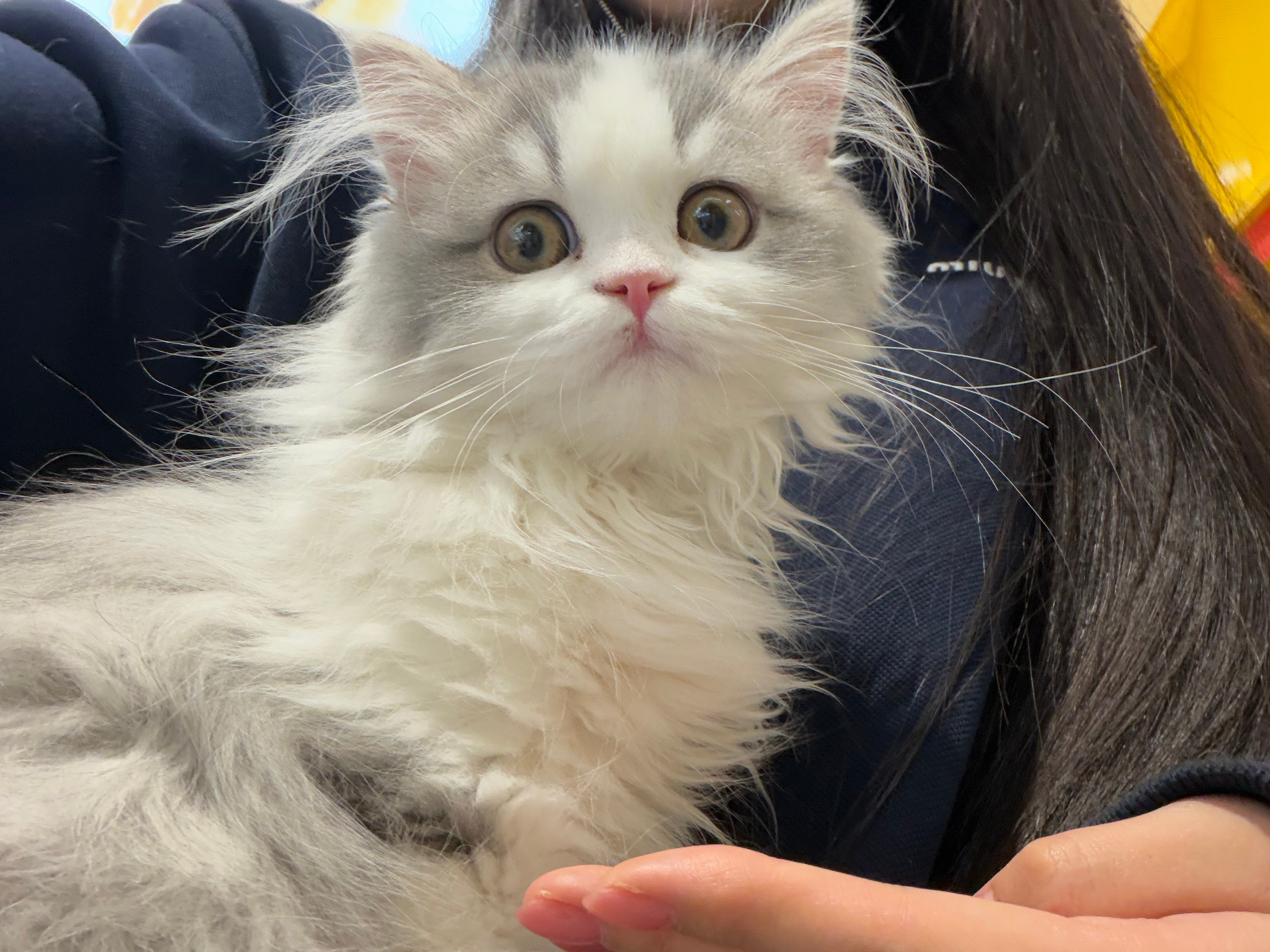 新成员！哈哈哈。矮脚米努特，一见钟情 她叫lulu 哥哥lily L姓哈哈哈哈 