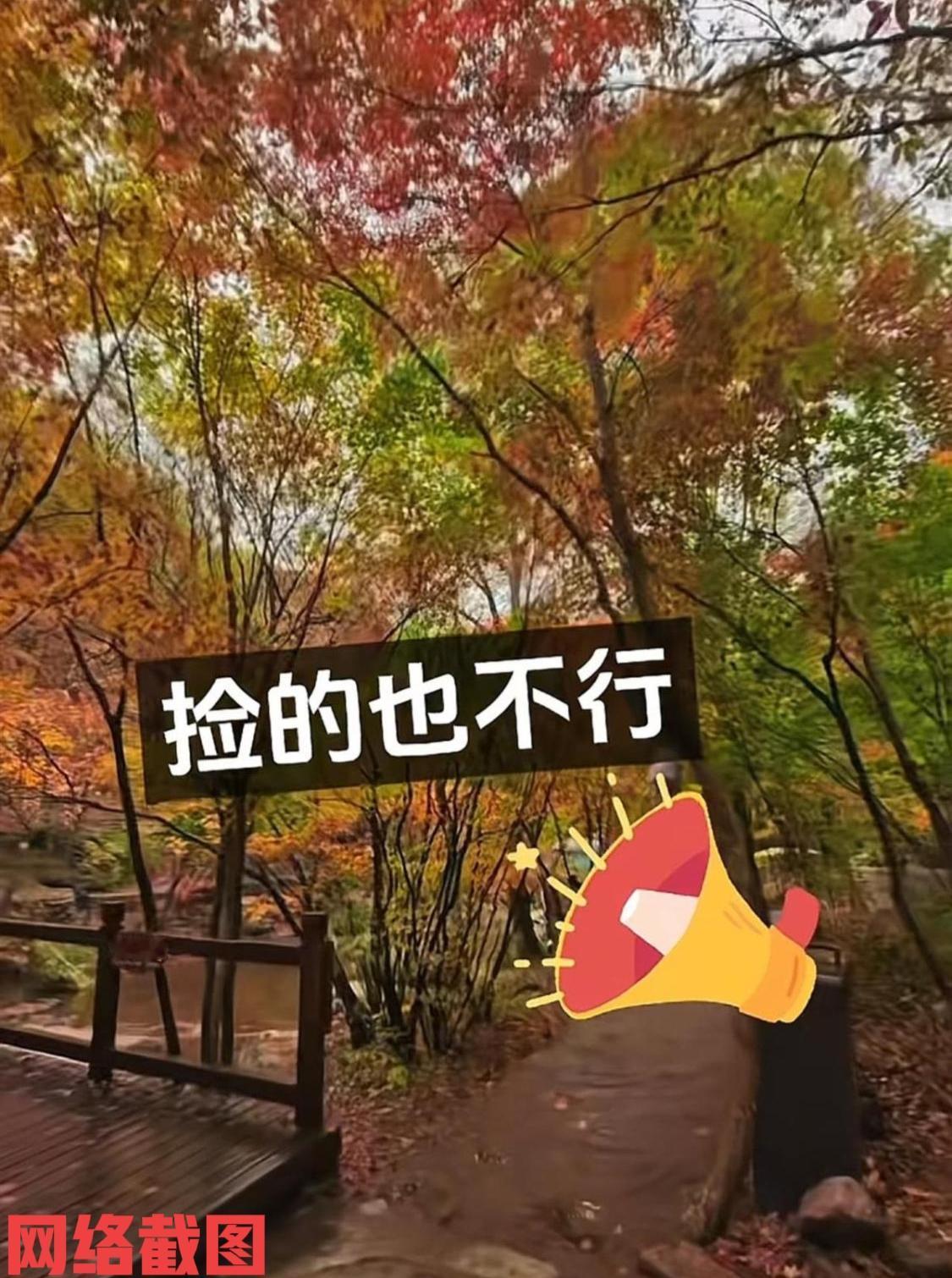 辽宁本溪有游客在景区游玩看枫叶。

可游客在景区游玩时，却有小喇叭不停在播出，游