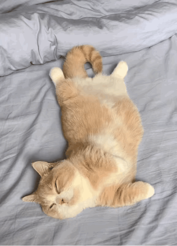 能有多懒啊？天天睡了就吃，也没有什么烦恼吧。