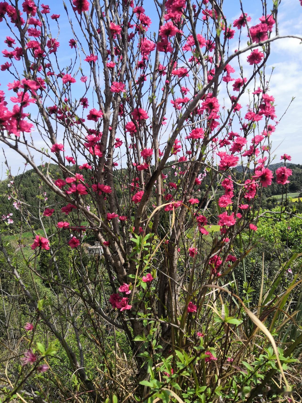 桃花是什么季节开的桃花在过年的时候也是正月间，就有腊梅花开放了，组长在2月份，也