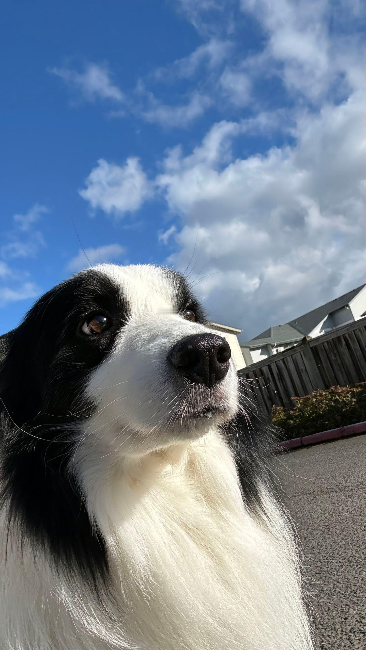 边牧独有的少年感#边牧##萌宠# ​​​