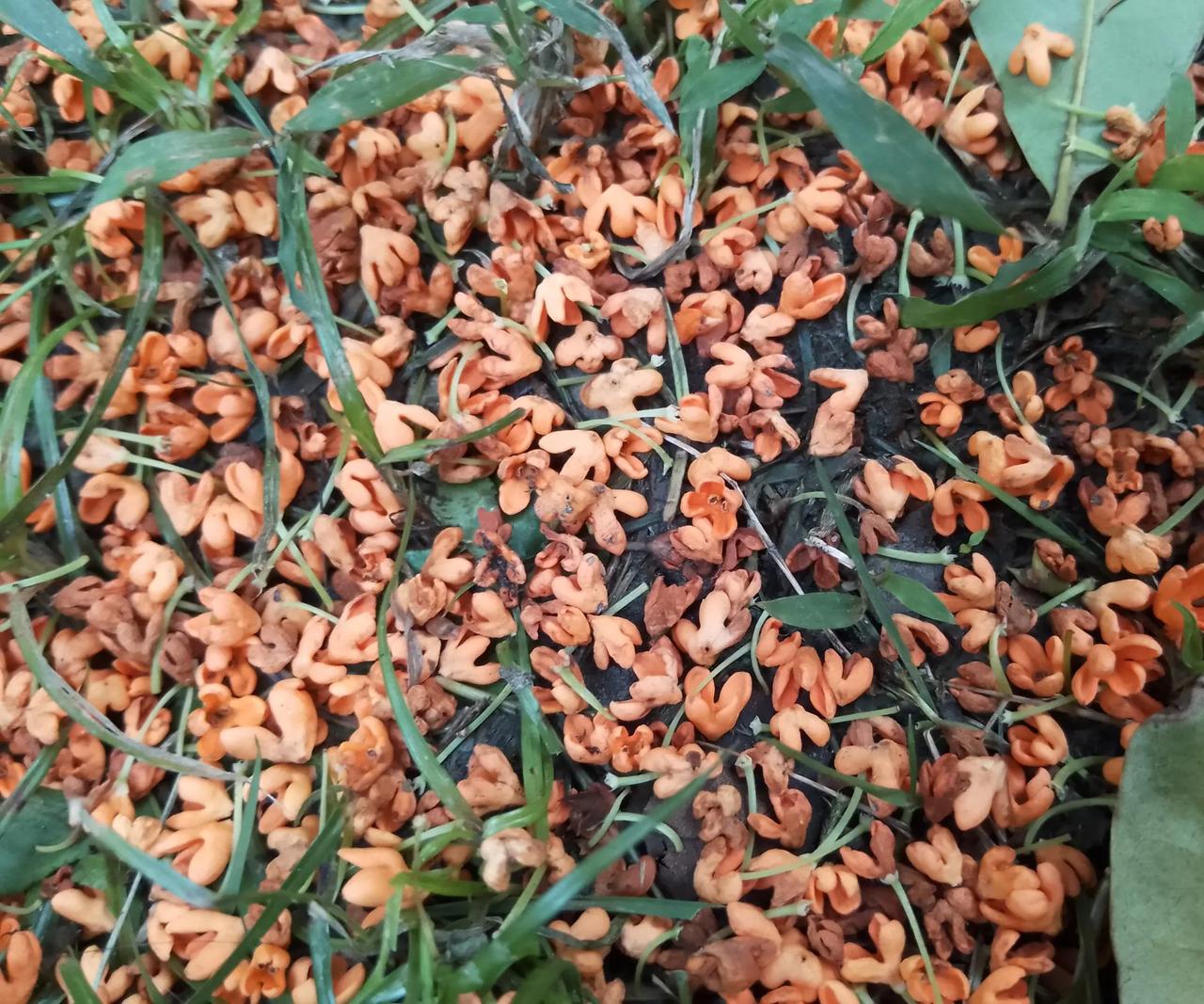 今天的美：
​        今天的美，来自落桂。
​        上周桂花开